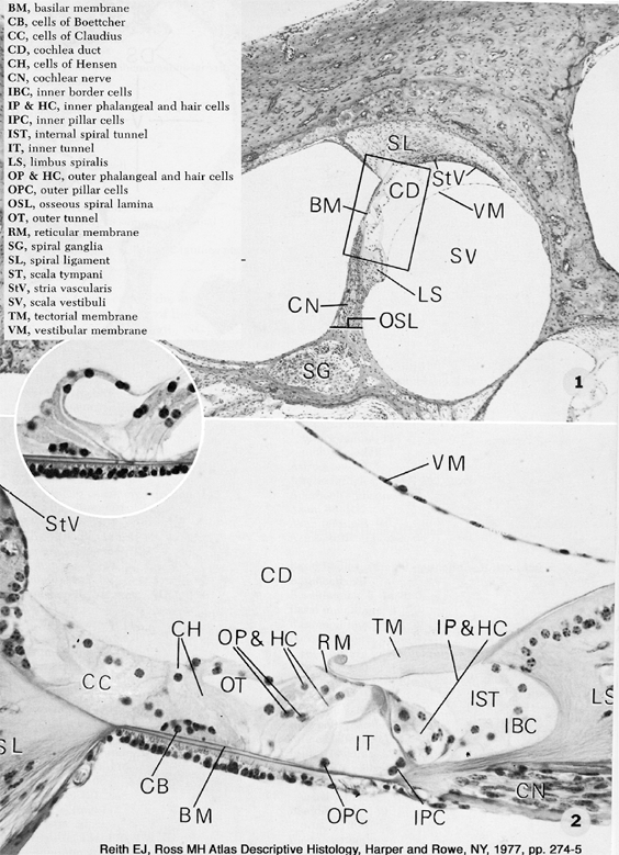 lab16_eardiagram.gif